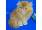 Персидский котенок окрас красный мрамор